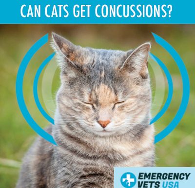 Cat Concussions