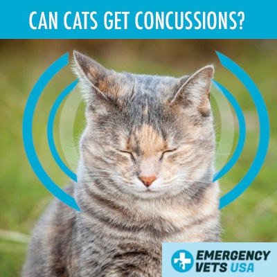 signs of serious head trauma in cats