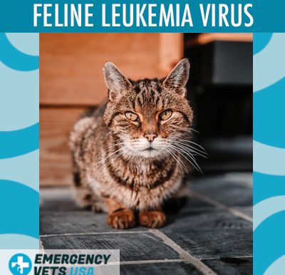 Cat With Feline Leukemia Virus