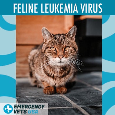 can cats spread leukemia to dogs