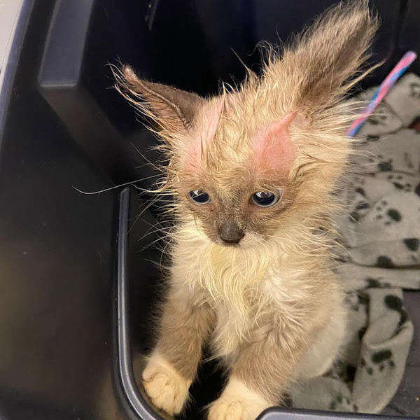 Cat With Ringworm Around The Ears and Eyes