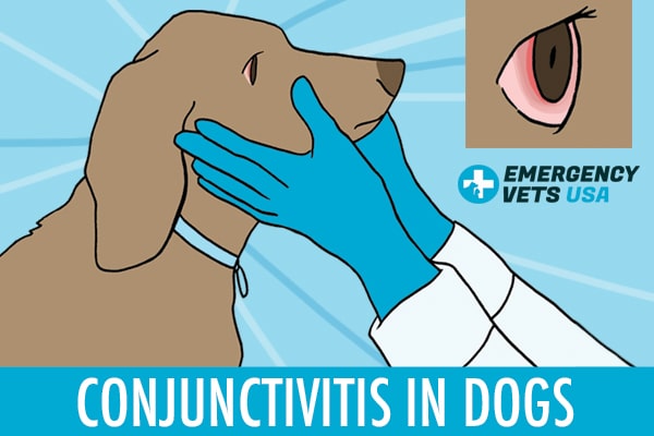 Conjunctivitis In Dogs