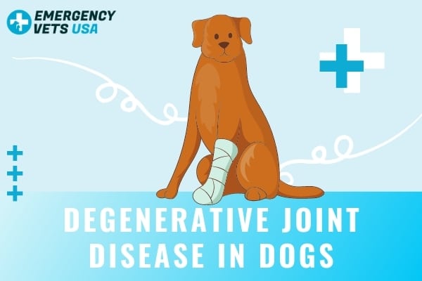 Degenerative Joint Disease In Dogs