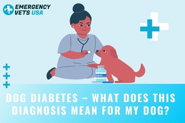 Dog Diabetes - What Does This Diagnosis Mean For My Dog
