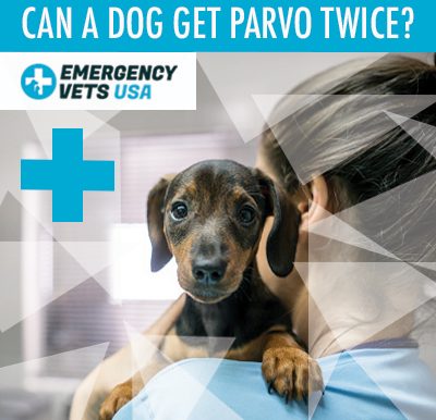 Dog Gets Parvovirus Twice
