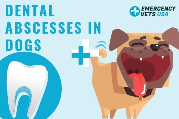 how do you treat an abscess on a dogs tooth