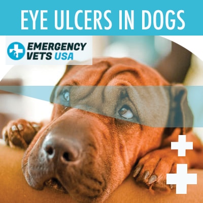 Dog With An Eye Ulcer