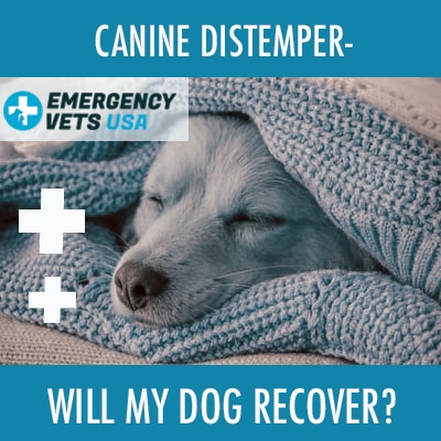 Dog With Canine Distemper