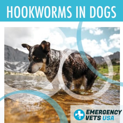 Dog With Hookworms