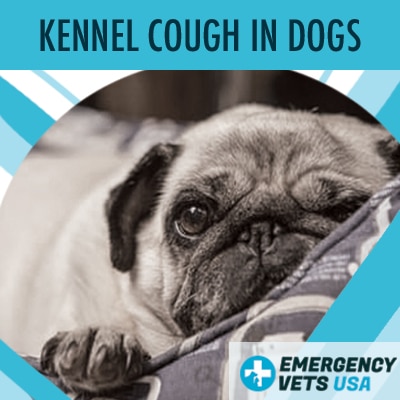 Dog With Kennel Cough