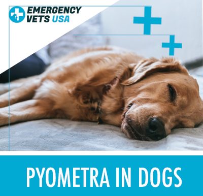 Dog With Pyometra