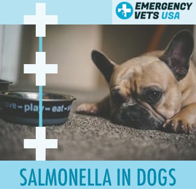 Dog With Salmonella Poisoning