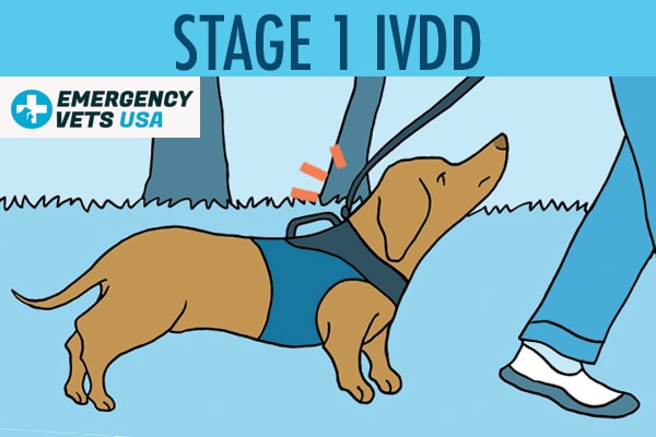 Dog With Stage 1 IVDD