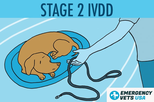 Dog With Stage 2 IVDD