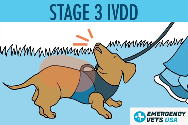 Dog With Stage 3 IVDD