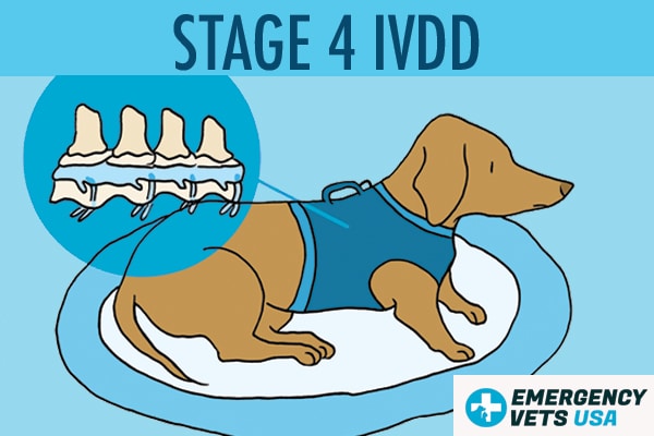 Dog With Stage 4 IVDD