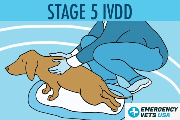 Dog With Stage 5 IVDD