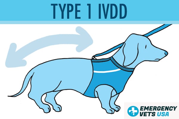 Dog With Type 1 IVDD