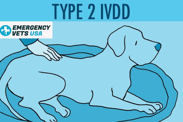 Dog With Type 2 IVDD