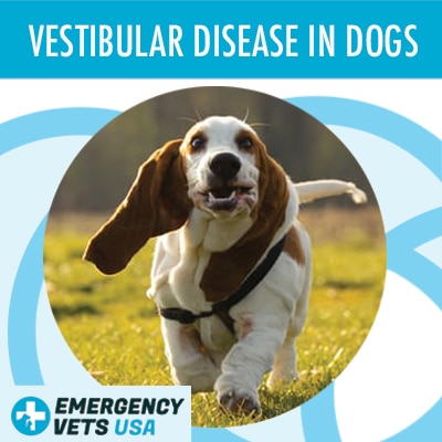 Dog With Vestibular Disease