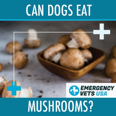 Dogs Eat Mushrooms