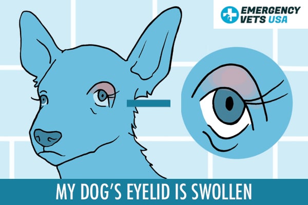 what causes a dogs eyelid to swell