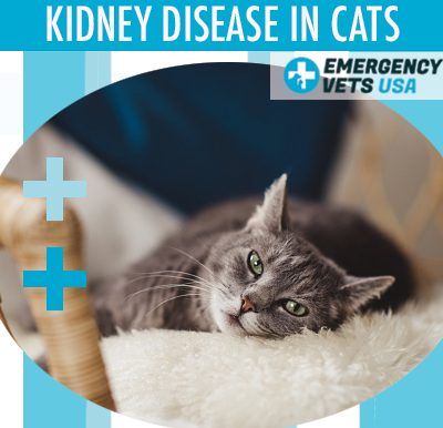 Euthanize A Cat With Kidney Failure