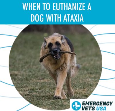 Euthanize A Dog With Ataxia