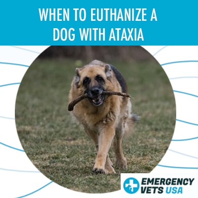 does ataxia in dogs go away