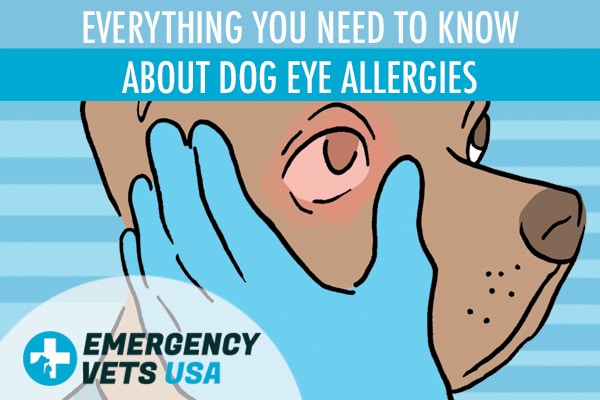 Everything You Need To Know About Dog Eye Allergies