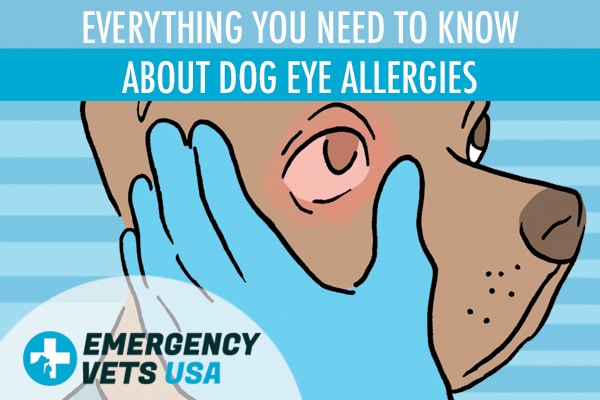 how can i treat my dogs eye allergies