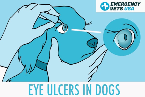 Eye Ulcers In Dogs