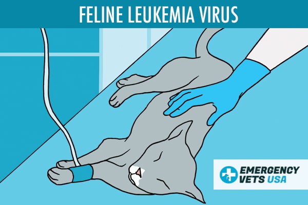 Feline Leukemia Virus