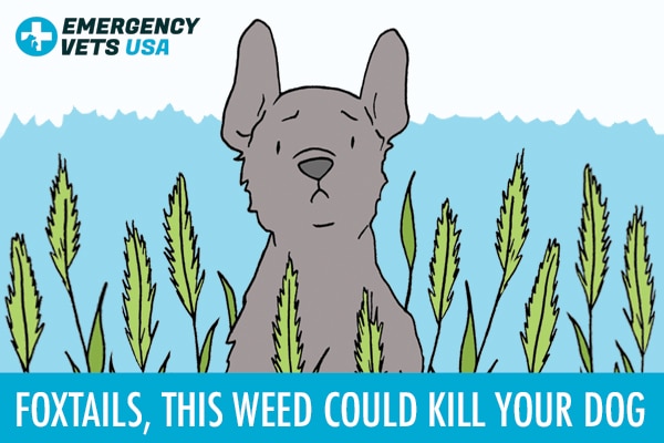 Foxtails - This Weed Could Kill Your Dog