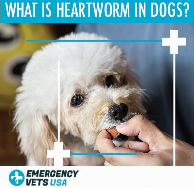 Heartworm In Dogs
