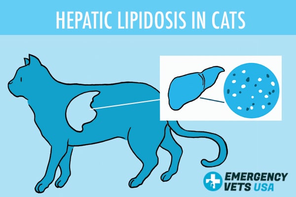 Hepatic Lipidosis In Cats
