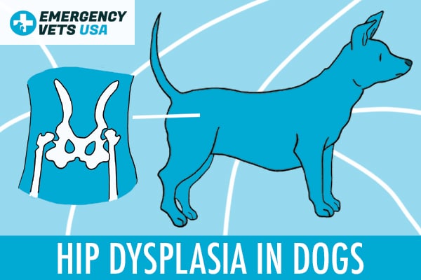 Hip Dysplasia In Dogs