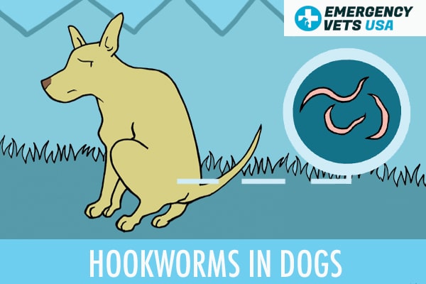Hookworms In Dogs