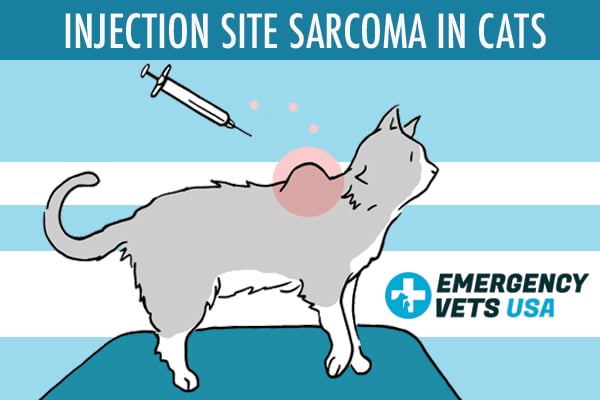 Injection Site Sarcoma In Cats