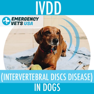 Intervertebral Discs Disease In Dogs