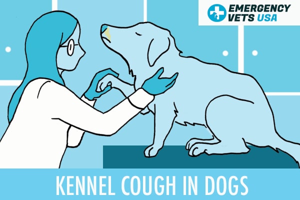 Kennel Cough In Dogs