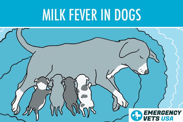 Milk Fever In Dogs