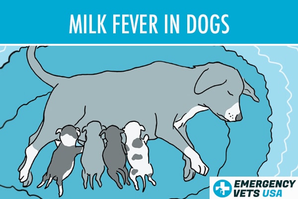 how do you treat a fever in dogs