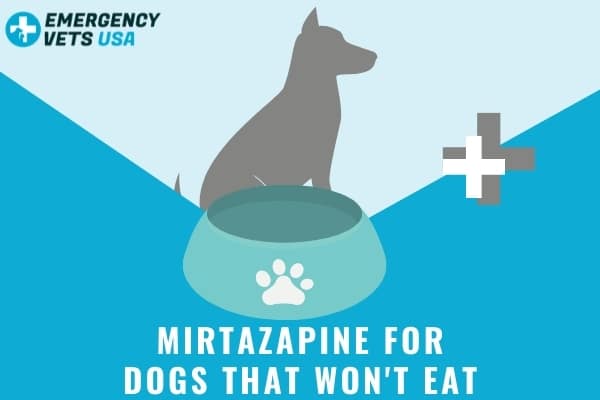 Mirtazapine For Dogs That Won't Eat | How To Stimulate A Dog's Appetite