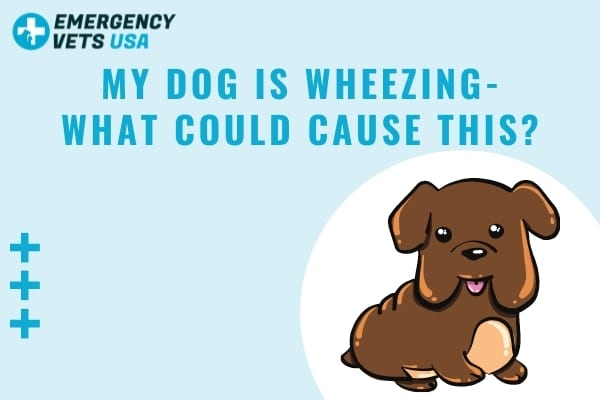 what does it mean when dog wheezes