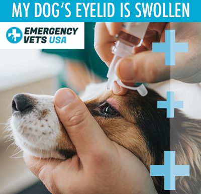 My Dogs Eyelid Is Swollen