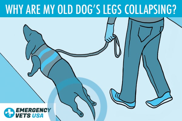 Old Dog's Back Legs Collapsing? Top 6 Reasons That Cause This