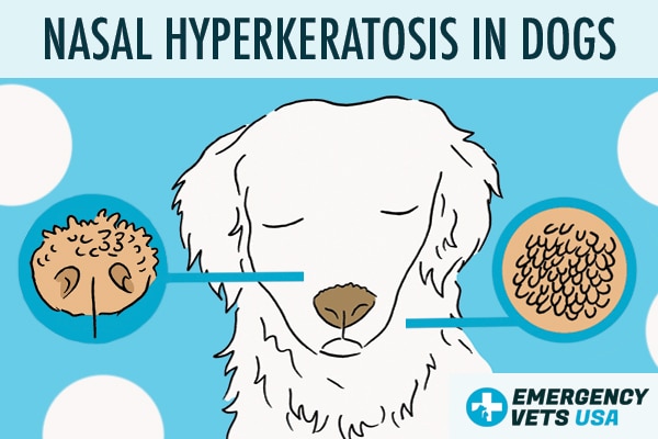 how is hyperkeratosis treated in dogs