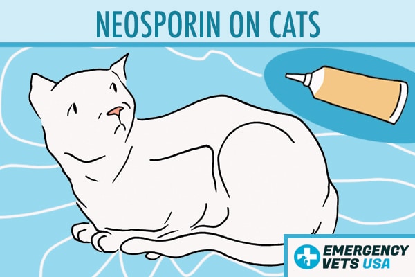 Neosporin On Cats - Is It Bad For Them