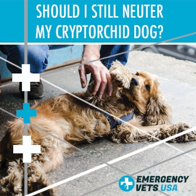 Neuter A Cryptorchid Dog